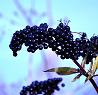 owoce czarny bez medycyna naturalna