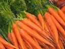 marchew warzywa medycyna naturalna