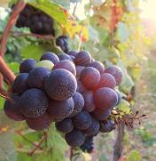 ciemne winogrono owoce medycyna naturalna